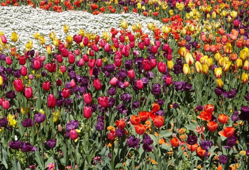 Tulip Mania: The Floral Frenzy That Enveloped the Dutch Golden Age