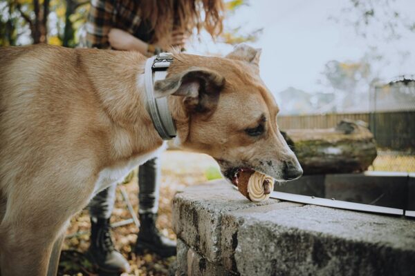 barxbuddy training success stories