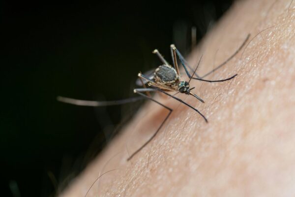 effective pest control solution